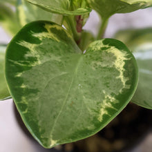 Load image into Gallery viewer, Peperomia Obtusifolia Speckled Marble - 105mm
