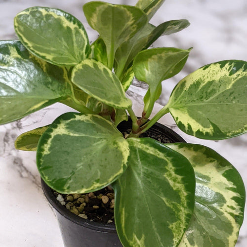 Peperomia Obtusifolia Speckled Marble - 105mm