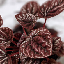 Load image into Gallery viewer, Peperomia caperata Ruby Ripple - 105mm

