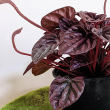 Load image into Gallery viewer, Peperomia caperata Ruby Ripple - 105mm
