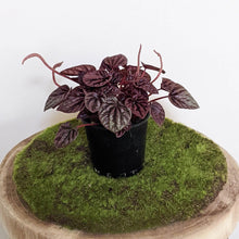 Load image into Gallery viewer, Peperomia caperata Ruby Ripple - 105mm

