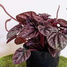 Load image into Gallery viewer, Peperomia caperata Ruby Ripple - 105mm
