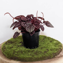 Load image into Gallery viewer, Peperomia caperata Ruby Ripple - 105mm
