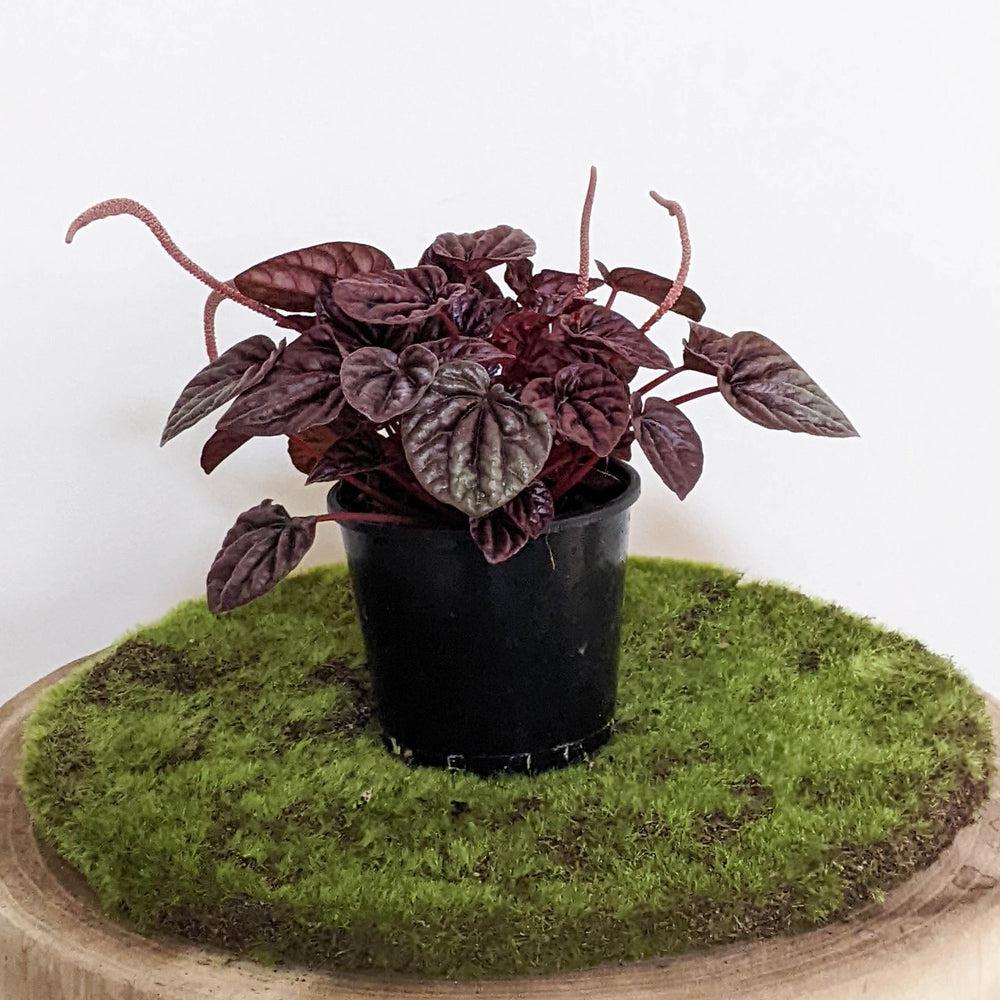 Peperomia caperata Ruby Ripple - 105mm