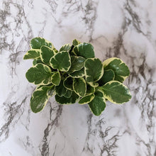 Load image into Gallery viewer, Peperomia obtusifolia Variegata Green And White - 105mm
