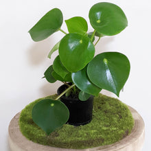 Load image into Gallery viewer, Peperomia polybotrya &#39;Tear Drop Peperomia&#39; - 100mm
