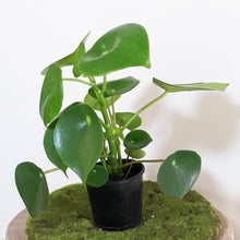 Load image into Gallery viewer, Peperomia polybotrya &#39;Tear Drop Peperomia&#39; - 100mm
