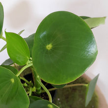 Load image into Gallery viewer, Peperomia polybotrya &#39;Tear Drop Peperomia&#39; - 100mm
