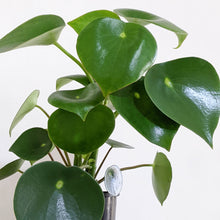 Load image into Gallery viewer, Peperomia polybotrya &#39;Tear Drop Peperomia&#39; - 100mm
