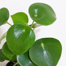 Load image into Gallery viewer, Peperomia polybotrya &#39;Tear Drop Peperomia&#39; - 100mm
