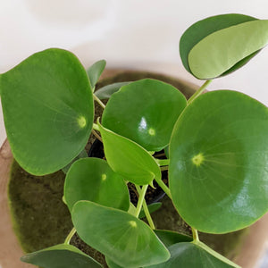 Peperomia polybotrya 'Tear Drop Peperomia' - 100mm