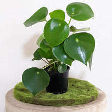 Load image into Gallery viewer, Peperomia polybotrya &#39;Tear Drop Peperomia&#39; - 100mm
