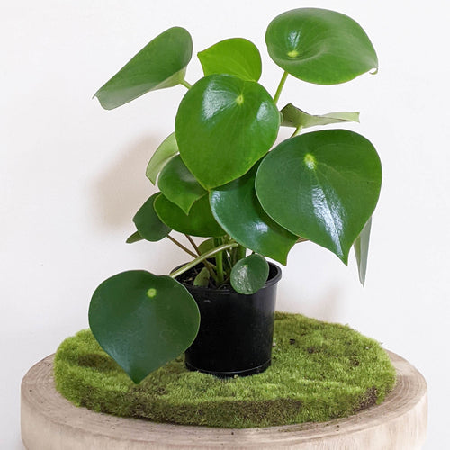 Peperomia polybotrya 'Tear Drop Peperomia' - 100mm