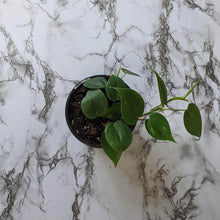 Load image into Gallery viewer, Philodendron Cordatum - 130mm
