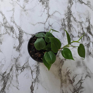 Philodendron Cordatum - 130mm