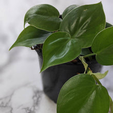 Load image into Gallery viewer, Philodendron Cordatum - 130mm
