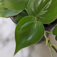 Load image into Gallery viewer, Philodendron Cordatum - 130mm
