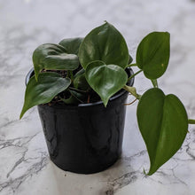 Load image into Gallery viewer, Philodendron Cordatum - 130mm
