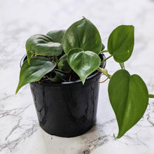 Load image into Gallery viewer, Philodendron Cordatum - 130mm
