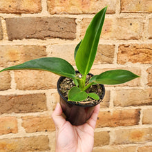 Load image into Gallery viewer, Philodendron Green Princess - 105mm
