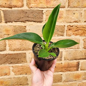 Philodendron Green Princess - 105mm