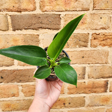 Load image into Gallery viewer, Philodendron Green Princess - 105mm
