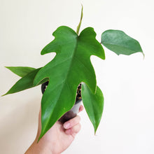 Load image into Gallery viewer, Philodendron Mayoi Tahiti - 100mm
