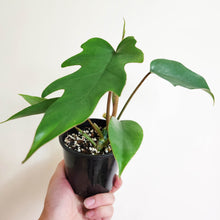 Load image into Gallery viewer, Philodendron Mayoi Tahiti - 100mm
