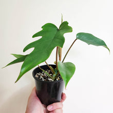 Load image into Gallery viewer, Philodendron Mayoi Tahiti - 100mm
