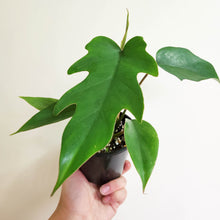 Load image into Gallery viewer, Philodendron Mayoi Tahiti - 100mm
