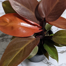 Load image into Gallery viewer, Philodendron Prince Of Orange - 130mm
