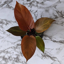 Load image into Gallery viewer, Philodendron Prince Of Orange - 130mm
