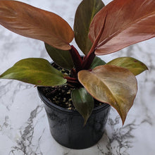 Load image into Gallery viewer, Philodendron Prince Of Orange - 130mm
