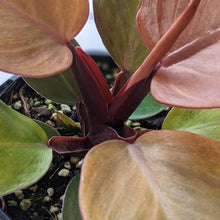 Load image into Gallery viewer, Philodendron Prince Of Orange - 130mm
