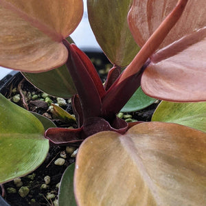 Philodendron Prince Of Orange - 130mm
