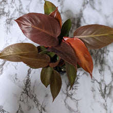 Load image into Gallery viewer, Philodendron Prince Of Orange - 130mm
