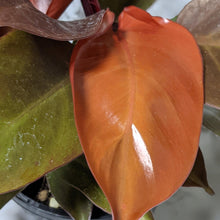 Load image into Gallery viewer, Philodendron Prince Of Orange - 130mm
