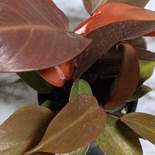 Load image into Gallery viewer, Philodendron Prince Of Orange - 130mm
