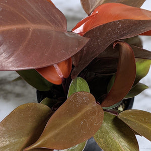 Philodendron Prince Of Orange - 130mm