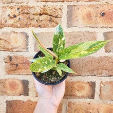 Load image into Gallery viewer, Philodendron Ring Of Fire - 100mm
