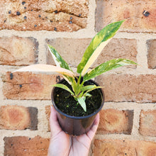 Load image into Gallery viewer, Philodendron Ring Of Fire - 100mm
