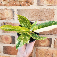 Load image into Gallery viewer, Philodendron Ring Of Fire - 100mm
