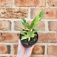 Load image into Gallery viewer, Philodendron Ring Of Fire - 100mm
