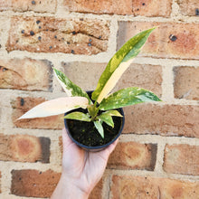 Load image into Gallery viewer, Philodendron Ring Of Fire - 100mm
