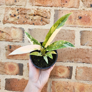 Philodendron Ring Of Fire - 100mm
