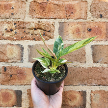Load image into Gallery viewer, Philodendron Ring Of Fire - 100mm

