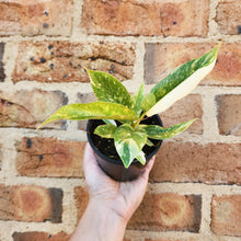 Load image into Gallery viewer, Philodendron Ring Of Fire - 100mm
