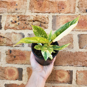 Philodendron Ring Of Fire - 100mm