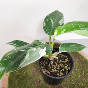 Philodendron White Princess - 100mm