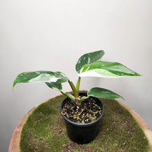 Load image into Gallery viewer, Philodendron White Princess - 100mm
